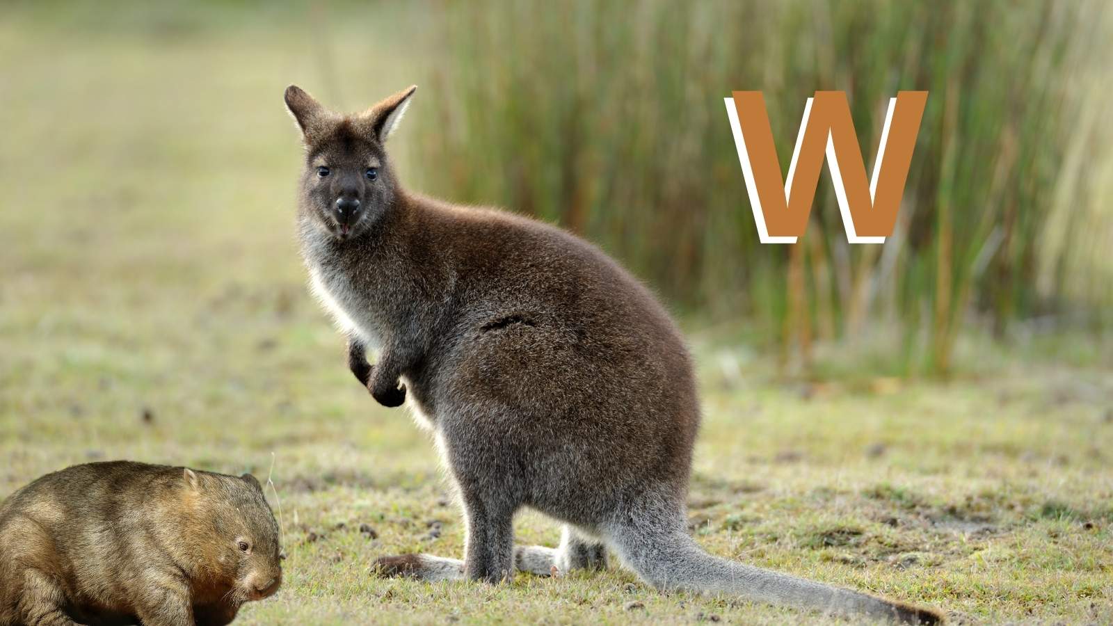 Animal en W : Les animaux commençant par la lettre W