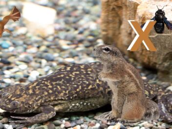Animal en X : Les animaux commençant par la lettre X