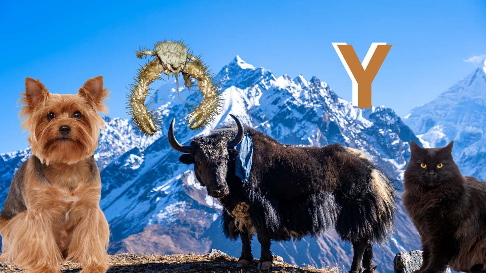 Animal en Y : Les animaux commençant par la lettre Y