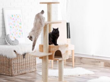 Soldes 2025 : Les arbres à chat Lidl à moins de 40€ vont-ils disparaître ?