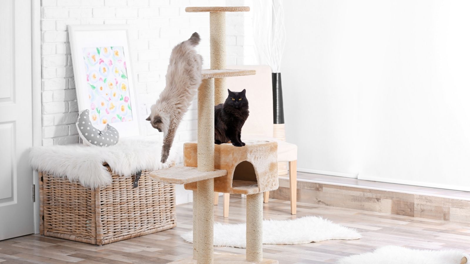 Soldes 2025 : Les arbres à chat Lidl à moins de 40€ vont-ils disparaître ?