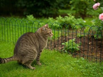Empecher mon chat de faire ses crottes dans le jardin