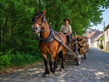 Cluny : le championnat de France de débardage à cheval, entre tradition, compétition et transmission