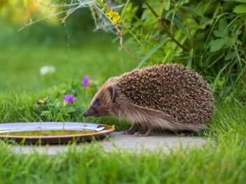 Canicule : ce geste au jardin peut condamner les hérissons — Nos conseils pour un refuge sûr