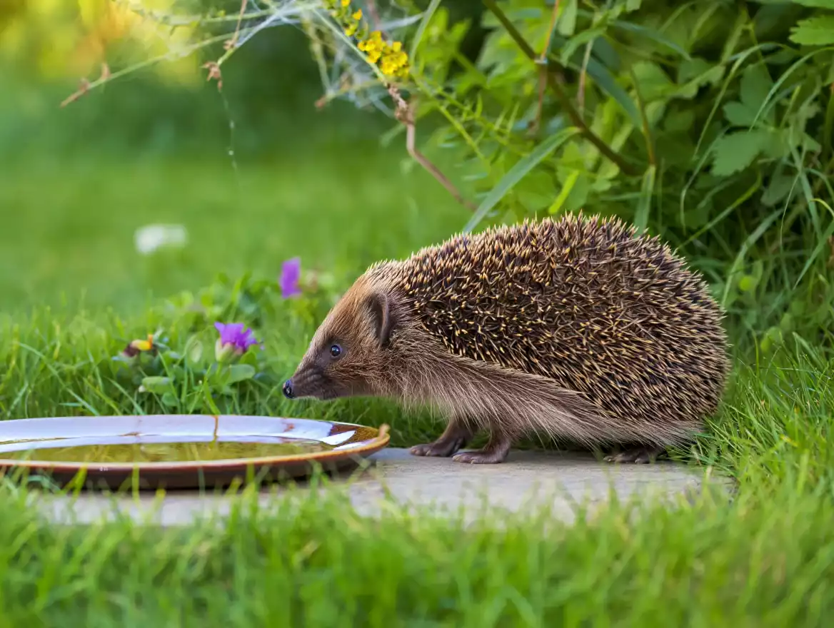 Canicule : ce geste au jardin peut condamner les hérissons — Nos conseils pour un refuge sûr