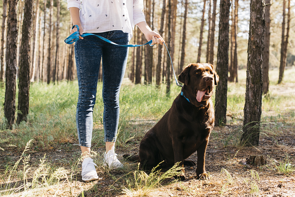 offrir plus d’autonomie à son chien
