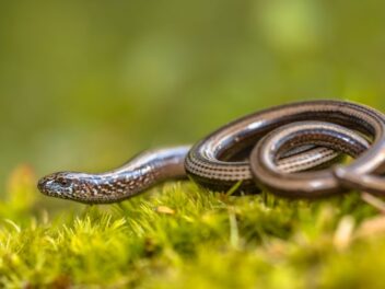 Comment ce lézard sans pattes protège votre jardin