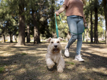 Liberté contrôlée : comment offrir plus d’autonomie à son chien en toute sécurité ?