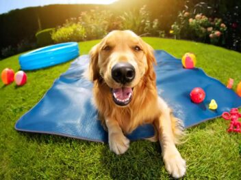 Soldes et bons plans pour mon chien, quoi acheter cet été ?