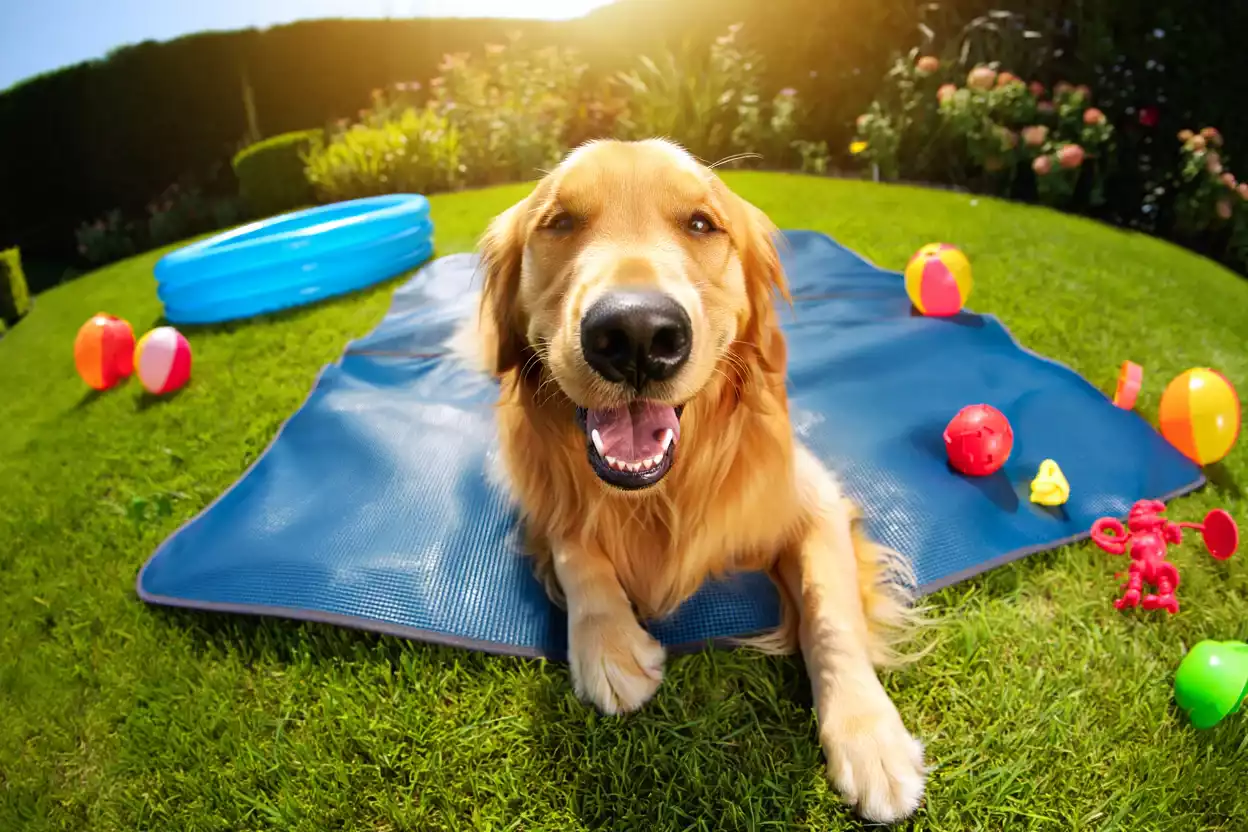 Soldes et bons plans pour mon chien, quoi acheter cet été ?