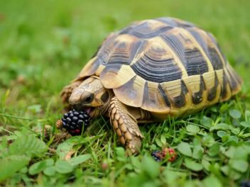 Alimentation Tortue : le guide ultime pour un menu sain et naturel