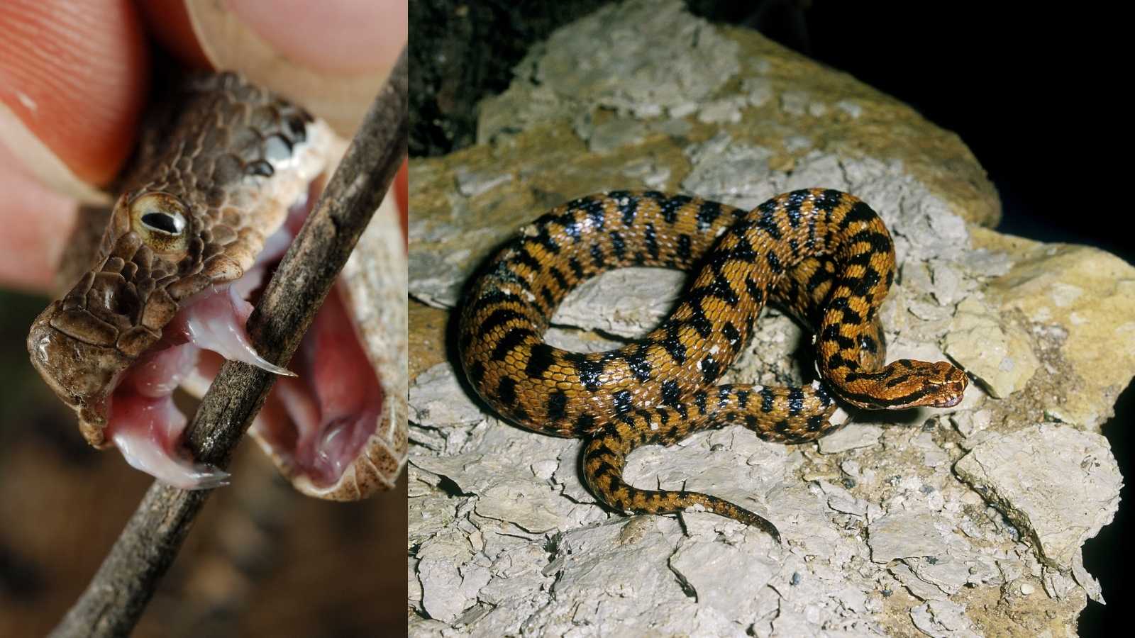 Chiens, enfants, jardiniers : l’heure où les vipères frappent le plus en été