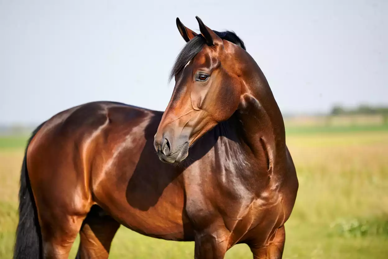 Les 7 Raisons pour lesquelles le cheval Holsteiner domine les concours !