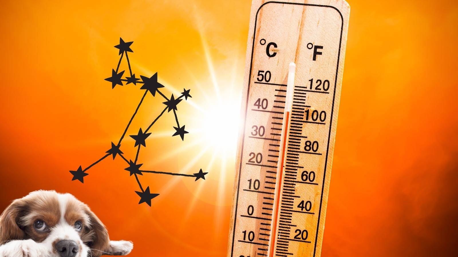 Canicule : un mot lié aux chiens… et un danger bien réel pour votre animal