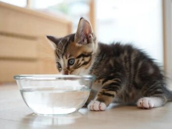 Mon chat boit beaucoup : quand s’inquiéter et comment réagir pour sa santé