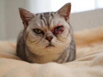 Entropion chez le chat : causes, signes d’alerte et traitements modernes pour préserver ses yeux