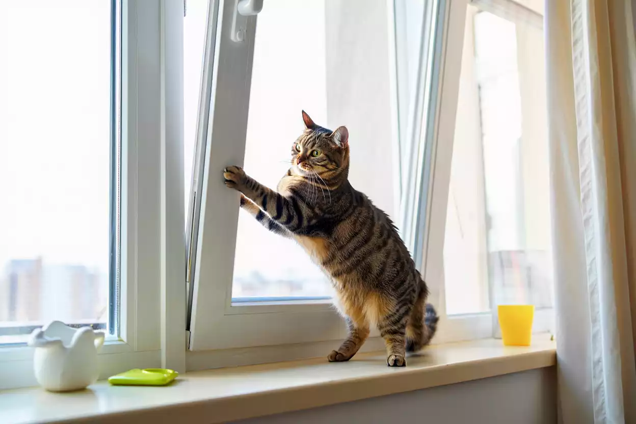 Oscillo-battant : pourquoi ce type de fenêtre est un vrai danger pour votre chat