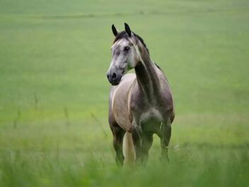 Près du Havre, une série de mutilations de chevaux plonge un village normand dans la terreur