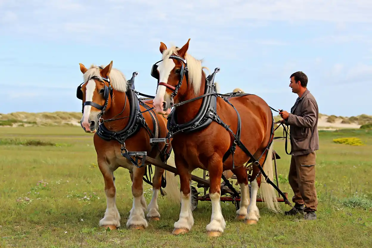 Île de Ré : Quand deux chevaux de trait redessinent l’agriculture écologique