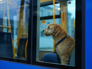 Chiens dans le tram à Strasbourg : le pari gagnant d’une plus grande liberté pour les propriétaires… et un réseau encore plus inclusif