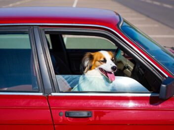 Canicule : comment réagir face à un chien enfermé dans une voiture en plein soleil ?