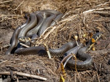 Vous n’allez pas croire ce que ces serpents ont fait au Grand Parc de Miribel-Jonage