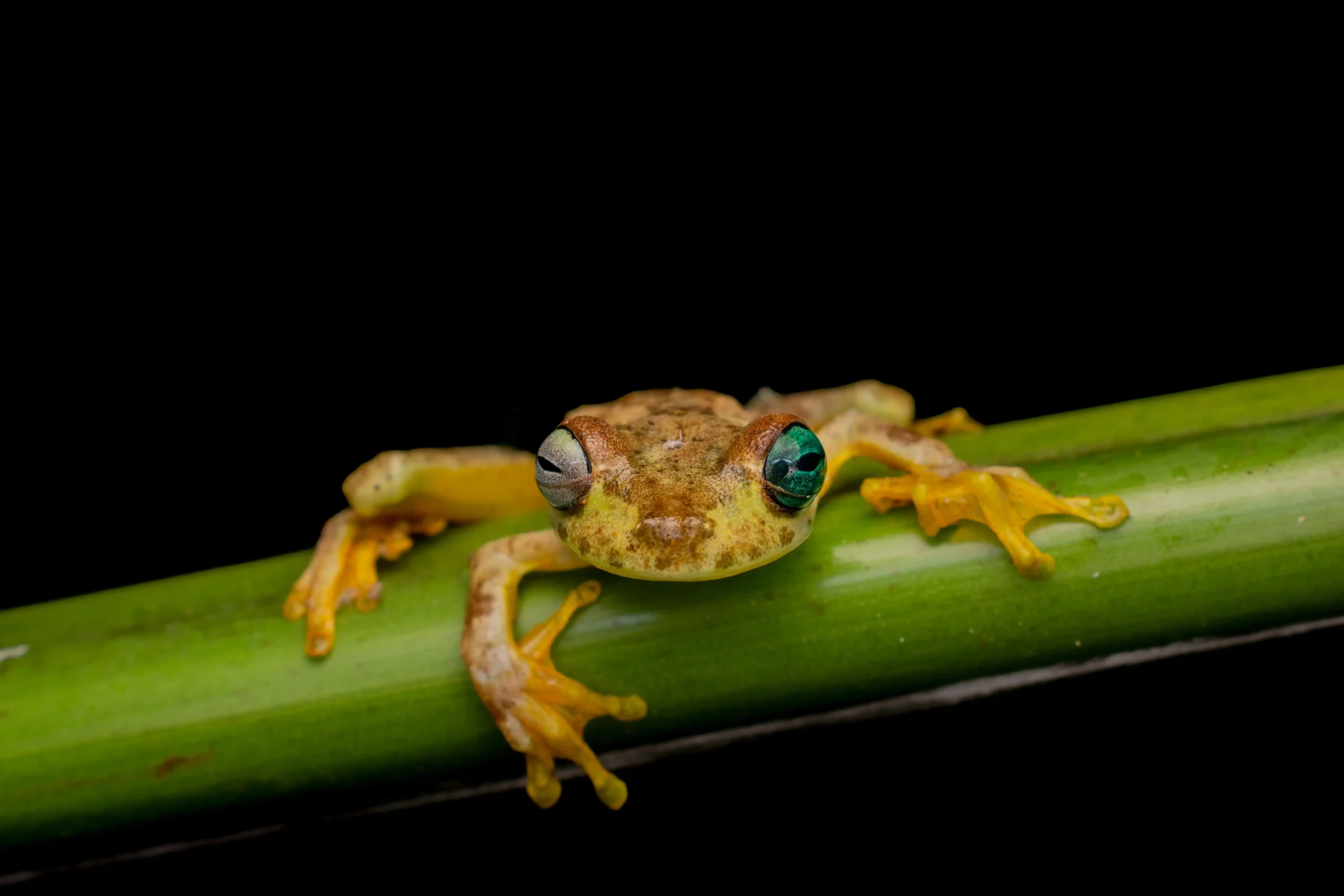 Qui sont les prédateurs du crapaud ?