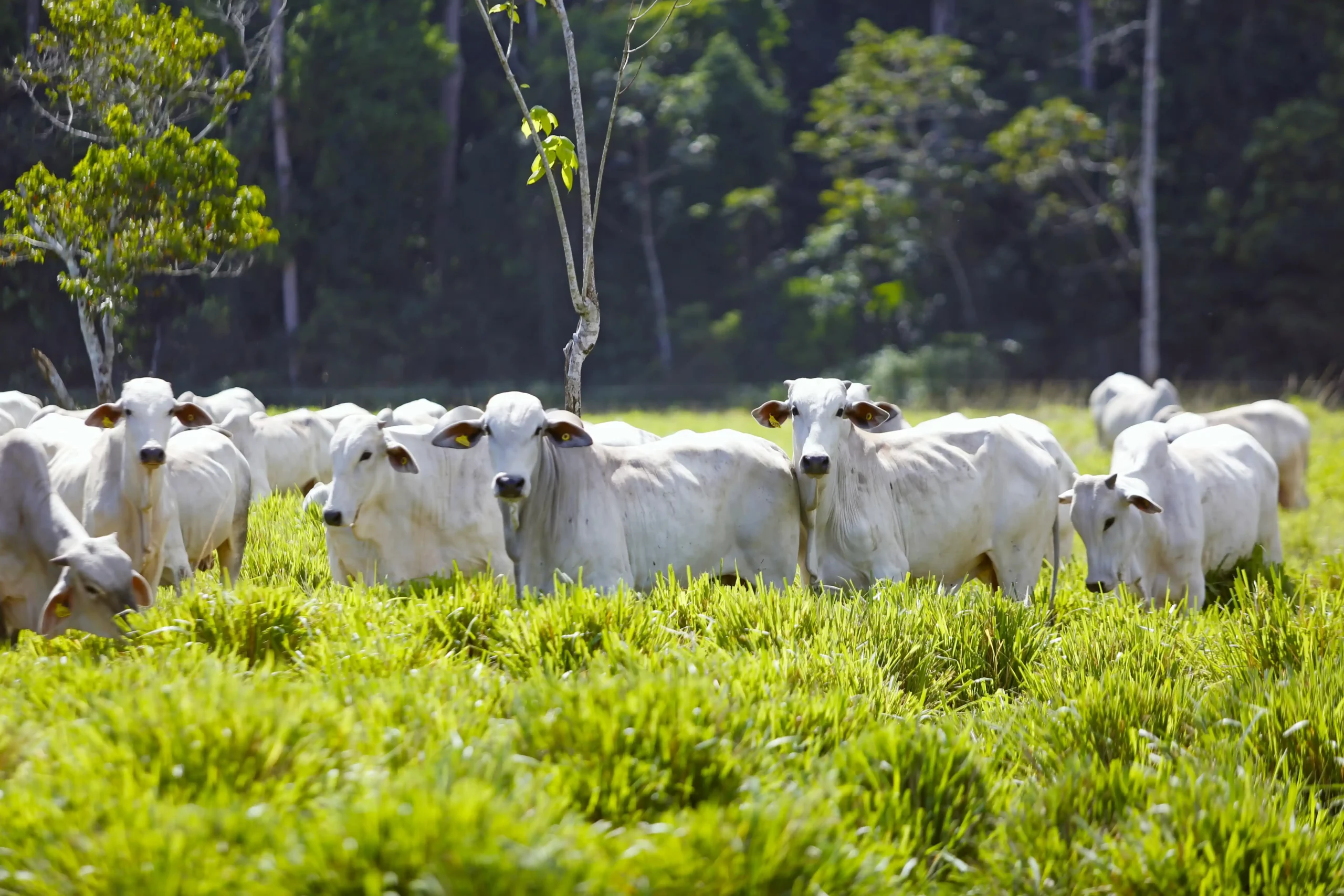 Dermatose nodulaire bovine : exemple du Gers avec 0 cas et des choix à faire