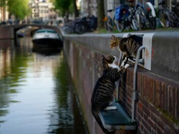 Amsterdam dépense 100 000€ pour sauver ses chats : découvrez l’initiative choc !
