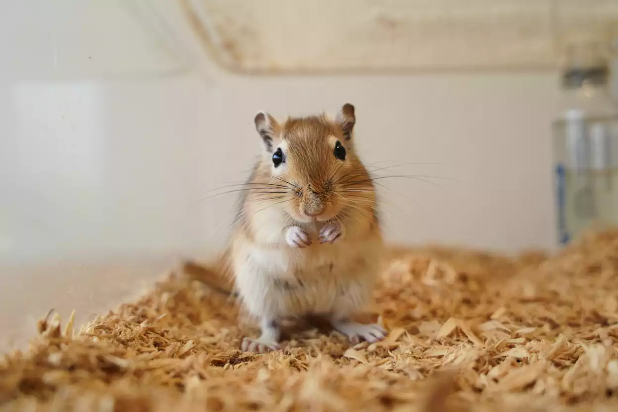 Gerbille : le guide ultime pour un compagnon heureux et en pleine forme !