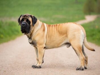 Découvrez pourquoi le Mastiff est le chien de famille idéal !