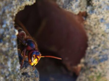 Frelons et guêpes : les 3 signes prouvant qu’un nid est tout près (et comment réagir intelligemment)