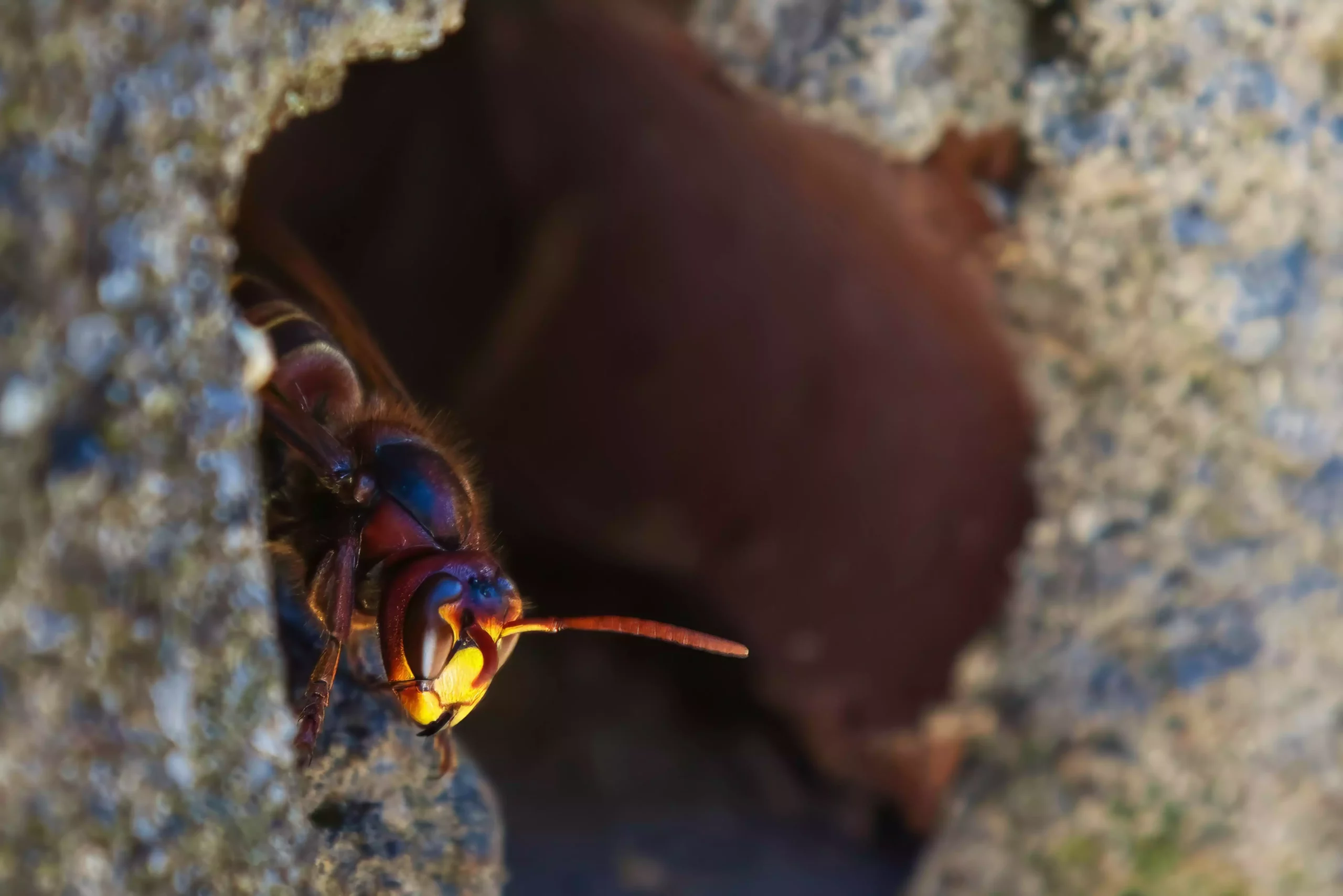 Frelons et guêpes : les 3 signes prouvant qu’un nid est tout près (et comment réagir intelligemment)