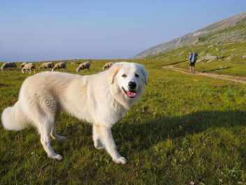 Randonnée en montagne : adoptez les bons gestes face aux patous pour une aventure sereine