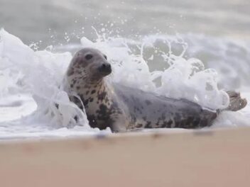 Incroyable apparition : un phoque gris surprend les vacanciers à l’anse du Guesclin