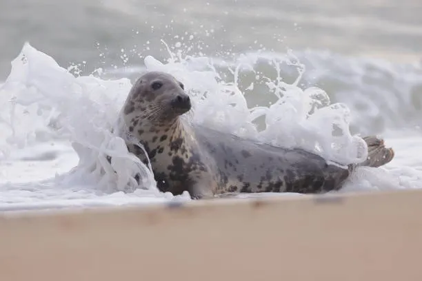 Incroyable apparition : un phoque gris surprend les vacanciers à l’anse du Guesclin