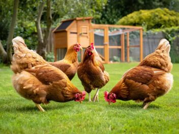 Vous ne devinerez jamais combien de poules il faut pour des œufs frais toute l&rsquo;année !