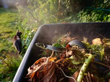 Compost et serpents, les signes qu&rsquo;ils sont passés dans vos déchets verts