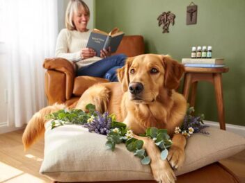 Ces soins naturels que votre chien va adorer en 2025