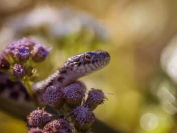 Vipères : cet endroit que tout le monde oublie… sauf elles