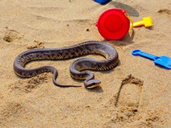 Alerte aux vipères : pourquoi le bac à sable du jardin attire les serpents et comment protéger vos enfants