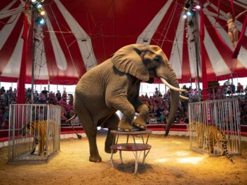 Scandale à Dieppe : 80 animaux sauvages sous chapiteau, la mobilisation s’intensifie !