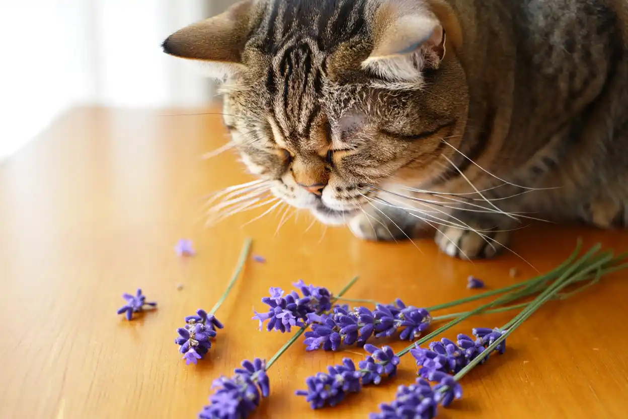 Huiles essentielles : le secret pour un jardin sans chats révélé par des experts !
