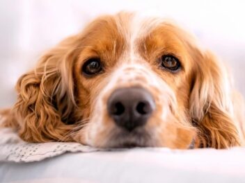 Les chiens aux longues oreilles : morphologie, races et entretien