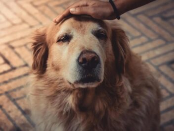 Euthanasie d&rsquo;un chien : tout comprendre des coûts et démarches en 2025