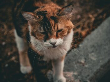 Comment traiter naturellement la gale d&rsquo;oreille du chat ? Tout ce qu&rsquo;il faut savoir pour soulager votre félin !