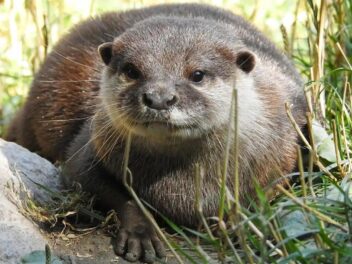 Pourquoi la passion japonaise pour les loutres menace leur survie