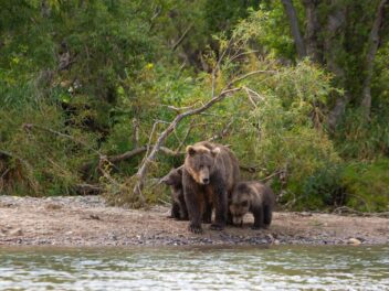 Alaska : attaqué par une ourse, un promeneur sauvé par son chien et un spray