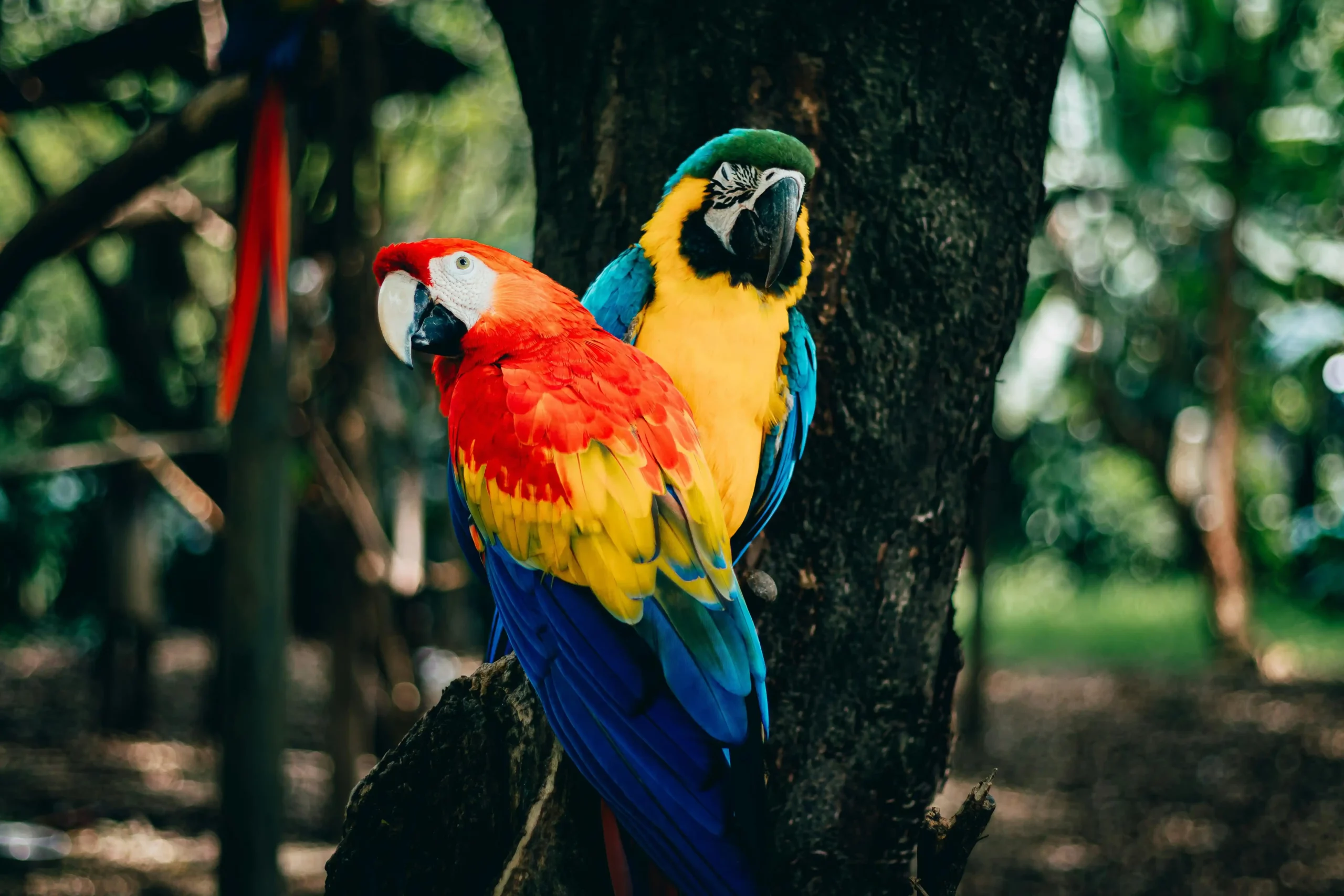 Découvrez l&rsquo;Ara Hyacinthe : Le perroquet géant qui fascine le monde !