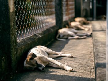 À Meaux, Ani’Meaux contrainte de mettre en pause ses sauvetages d’animaux face à une montagne de dettes